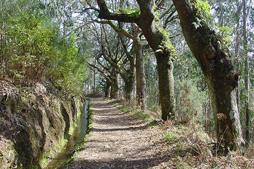 Levada da Serra - Choupana